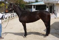 ����Ʈ��� (BEST GOLD) ����