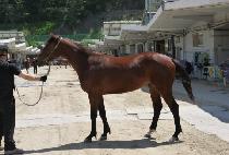 �ο���ü���� (ROYAL WINCHESTER) ����