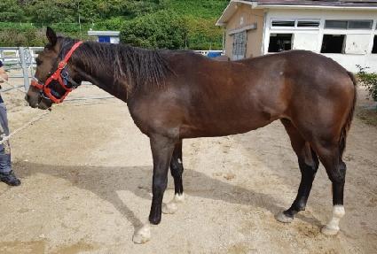 ������Ʈ ����