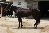 ����Ʈ���� (BLACK TRIGGER) ����