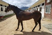 Ÿ��ĸƾ (TOWER CAPTAIN) ����