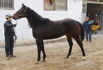 ����¡���� (RAISING ANGEL) ����