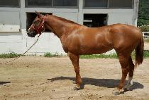 ����è�� (TOJONG CHAMP) ����