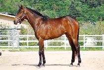 �ڸ����� (KOREAN QUEEN) ����