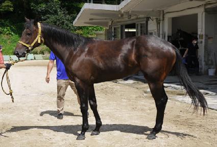 ��Ÿ�轺 ����