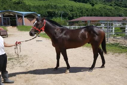 ����Ʈ���̴� ����