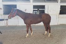 ���ŧ���� (RANUNCULUS) ����