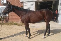 ���۰�� (SUPER GOLD) ����