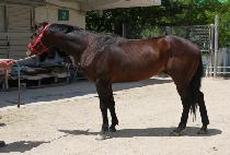 ���ο�ĸƾ (SAEROUN CAPTAIN) ����