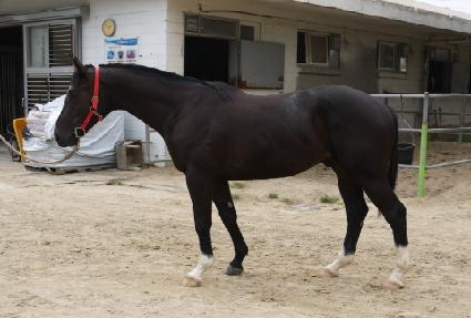 ��ȣ��Ʈ��Ĺ ����