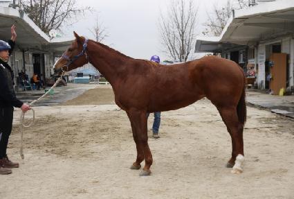 ����� ����