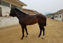 �ż������� (SINSEGYE JILJU) ����