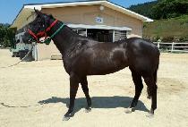 ���̳��ͷ� (DYNAMIC RUN) ����