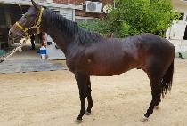 �������� (MYEONGBO VICTOR) ����