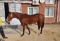 ����Ʈ���̽� (SMART CHOICE) ����