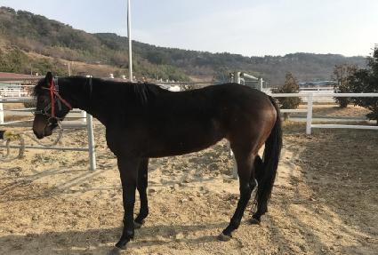 ����帲 ����