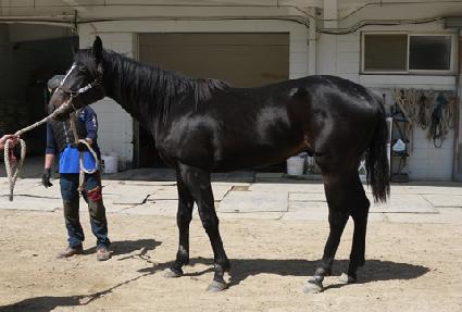 ���ϵ帲 ����