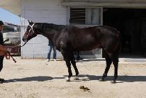 ������ŷ (LEGEND KING) ����