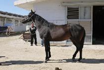 ����ü�� (DOKJU CHEJE) ����