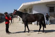 �����Ѹ��� (CHUGJE HANMADANG) ����