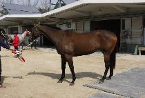 ��ȭ��� (BONGHWA GOLD) ����