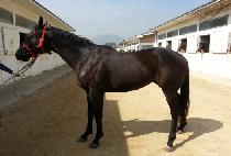 ��ǳ������ (POKPUNGUI JEWANG) ����