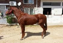 ���������� (GWANGYAUI JILJU) ����