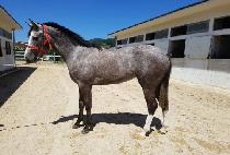 �׷��̵��� (GRADE QUEEN) ����