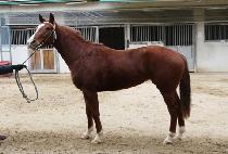 ��Ʈ�ն���Ʈ (STRONG LIGHT) ����