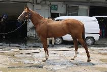 â����� (CHANGSEONG SARANG) ����