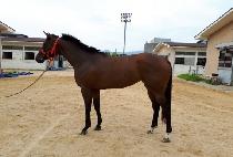 SMART DANCER picture