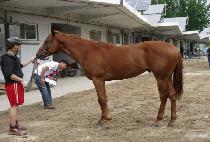 ����� (GOOD HENNY) ����