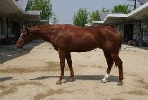 ���Ÿ�� (BID TOWN) ����