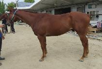 �Ｚ���� (SAMSEONG BULPAE) ����