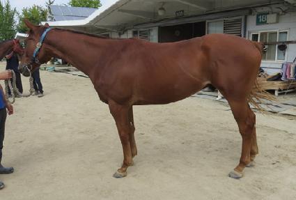 �Ｚ���� ����