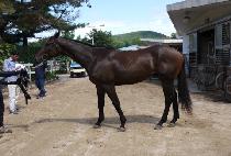 ���ֺ��� (GYEONGJU BULPAE) ����