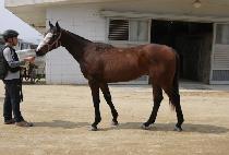 ���Ǹ������Ѽ� (SPIRIT OF HANSEN) ����