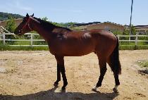 ����Ʈ�� (POINT LUCK) ����