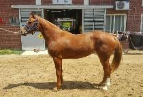 ŷĭŸ�ν� (KING KANTHAROS) ����