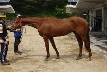 ����ũ���� (HIPPOCRENE) ����