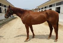 �Ŷ������� (SILLAUI JEONSEOL) ����