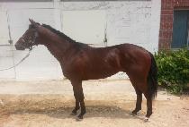 Ʈ���ÿ��� (TRIPLE YEONGGWANG) ����