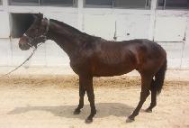 Ʈ���ýô� (TRIPLE SIDAE) ����