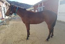 ���Ͽ����ŷ (RETURN OF THE KING) ����