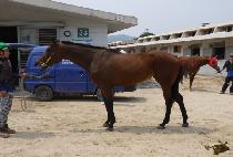 ��ī����Ʈ (CHICAGO ART) ����