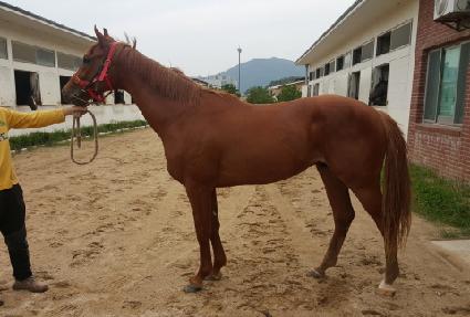 �����Ʈ��ī��Ʈ ����