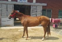 �Ƹ޶����м� (AMERANCE FASHION) ����