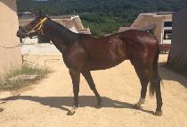 ����õ�� (JIGUKCHEONWANG) ����