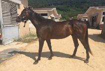 ����� (TUFELLO) ����