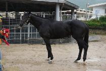 Ƽ� (TIZ RUN) ����